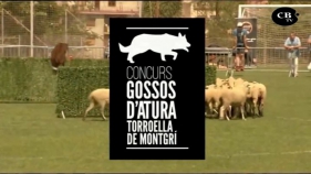 Concurs Gossos d'Atura Torroella de Montgrí 2019