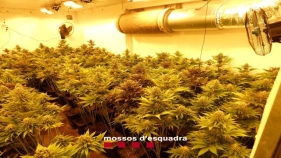 Desmantellen una plantació de marihuana valorada en 80.000 euros a Sant Feliu