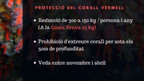 El Govern Espanyol restringeix l'extracció de corall vermell
