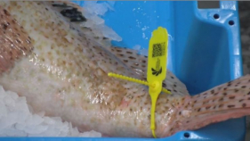 La llotja de Palamós estrena un nou sistema d'etiquetatge intel·ligent del peix