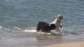 La platja de Pere Grau pot convertir-se en un espai d'accés per a gossos durant tot l'any