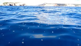 L'episodi de meduses veler arribant a la sorra ja es va viure el 2003