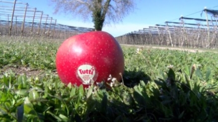 L'IRTA crea la poma Tutti que s'adapta a altes temperatures