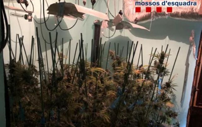 Desmantellen una plantació de marihuana a La Pera i detenen una parella