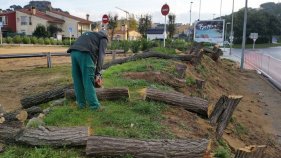 Canvien l’arbrat del pàrquing de la Vinya de Begur per seguretat i imatge