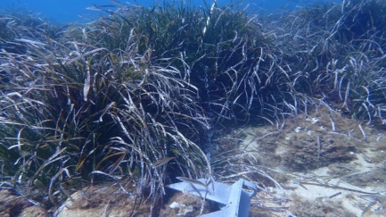 SOS Costa Brava denuncia l'incompliment del nou decret de protecció de la posidònia