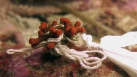 12 noves llicències d'extracció posen en perill d'extinció el corall vermell