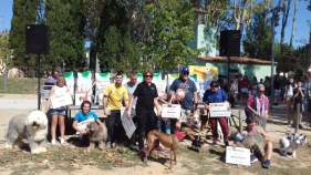 81 gossos participen en el concurs FestiGuau de Santa Cristina d’Aro