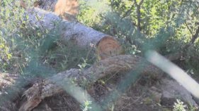 Aiguacel respon que va comunicar la tala d'arbres a l'Ajuntament