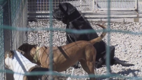 APA Rodamón recull 62 gossos durant el mes d'agost