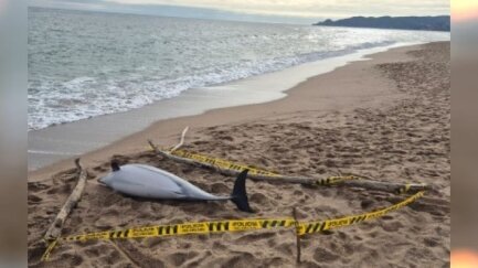 Apareix un dofí mort a la platja de la Gola de l'Estartit