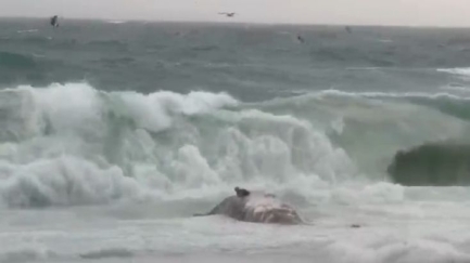 Apareix una cria de catxalot morta a la Platja Gran de Platja d'Aro