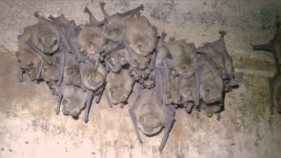 Augmenta la mortalitat de ratpenats a les coves del Parc Natural del Montgrí