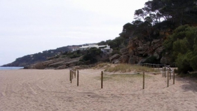 Begur protegeix la vegetació del sistema dunar de la platja del Racó