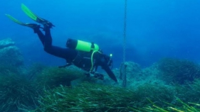 Bon desenvolupament dels alguers de Posidònia davant de les cales s'Alguer i Sanià