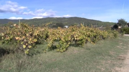 Calonge es prepara per al Cap de Setmana del Vi de Pagès
