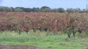 Calonge es prepara per un Cap de Setmana del Vi de Pagès dedicat a la fruita