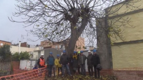 Calonge i Sant Antoni salvarà una figuera centenària trasplantant-la al Parc dels Triadors