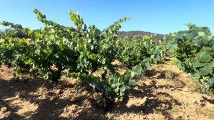 Calonge lloga una vinya per plantar-hi quinze varietats desconegudes