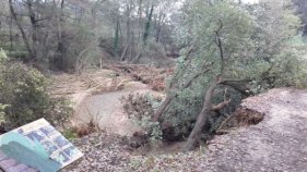 Cau el roure dels 'Tres Quercus' de Santa Cristina