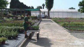 Centenars de plantes llueixen al viver del Centre Tramuntana