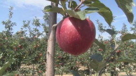 La collita de la poma s'adapta a les mesures de prevenció de la Covid19