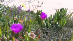 Comença la primavera astronòmica després d'un hivern càlid i poc plujós