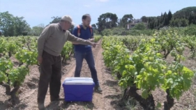 Comença l'estudi que precisarà si Calonge compta amb varietats de vinya úniques al món