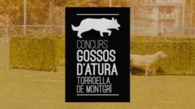 Concurs de Gossos d'Atura de Torroella de Montgrí