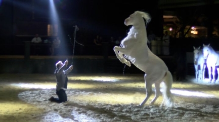 Coneixem l'espectacle de cavalls de Miron Bococi a La Santa Market