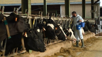 Confirmen un nou cas de Dermatosi Nodular Contagiosa a l'Alt Empordà
