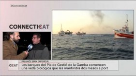 CONNECTICAT - La Veda a la pesca de la Gamba de Palamós