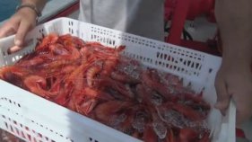 Creix en un any la facturació de la confraria de pescadors de Palamós en un 11 per cent