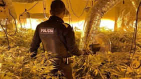 Desmantellen 1.000 plantes de marihuana a Santa Cristina d'Aro