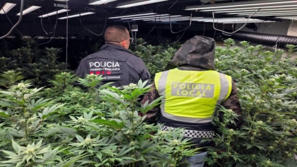 Desmantellen un cultiu amb més de 700 plantes de marihuana a Platja d'Aro