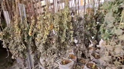 Desmantellen una plantació amb 718 plantes de marihuana a la Bisbal i detenen dos homes