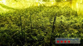 Desmantellen una plantació de marihuana al centre de Palafrugell valorada en 750 mil euros