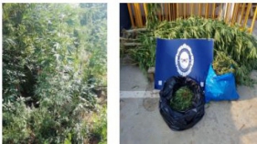 Detingudes 4 persones amb 200 plantes de marihuana