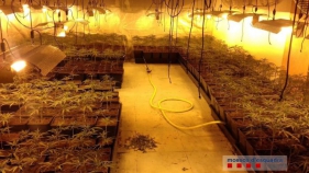 Detinguts dos homes per cultivar més de 1.000 plantes de marihuana a Calonge
