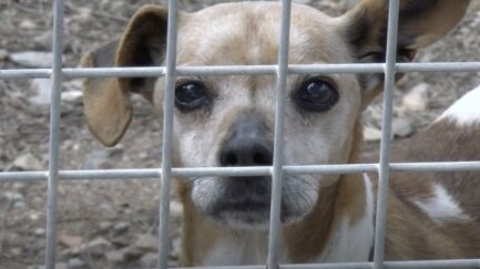 Durant la temporada d'estiu creix significativament el nombre de gossos abandonats