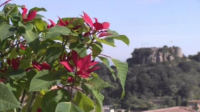El 'Begur en Flor a casa' omple les xarxes socials de color, música i poesia