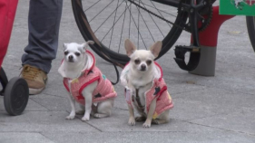 El comerç bisbalenc lluita contra de la presència de caques de gossos a la via pública