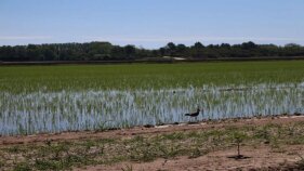 El Departament d’Acció Climàtica abona 2,6 M€ pels ajuts directes al cultiu de l’arròs