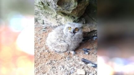 El duc nidifica i s'estableix a les illes Medes, un cas excepcional a Europa