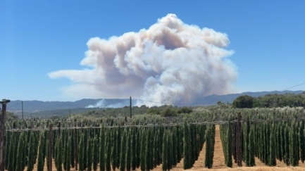 El Govern admet que va tard en la gestió forestal