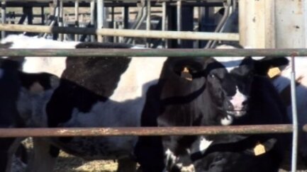 El Mas Eusebi de Fonteta fa tres anys que produeix llet A2A2