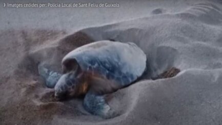 El niu de tortugues s’obre: noves tortugues surten cap al mar