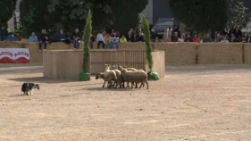 El pastor Gaizka Etxainz es proclama campió del XXX Concurs de Gossos d'Atura de Torroella