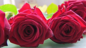 El sector de la floristeria preveu xifres de vendes similars a les del Sant Jordi del 2019