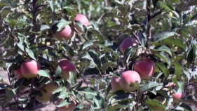 El sector de la poma s'intenta adaptar al canvi climàtic davant una calor mai vista